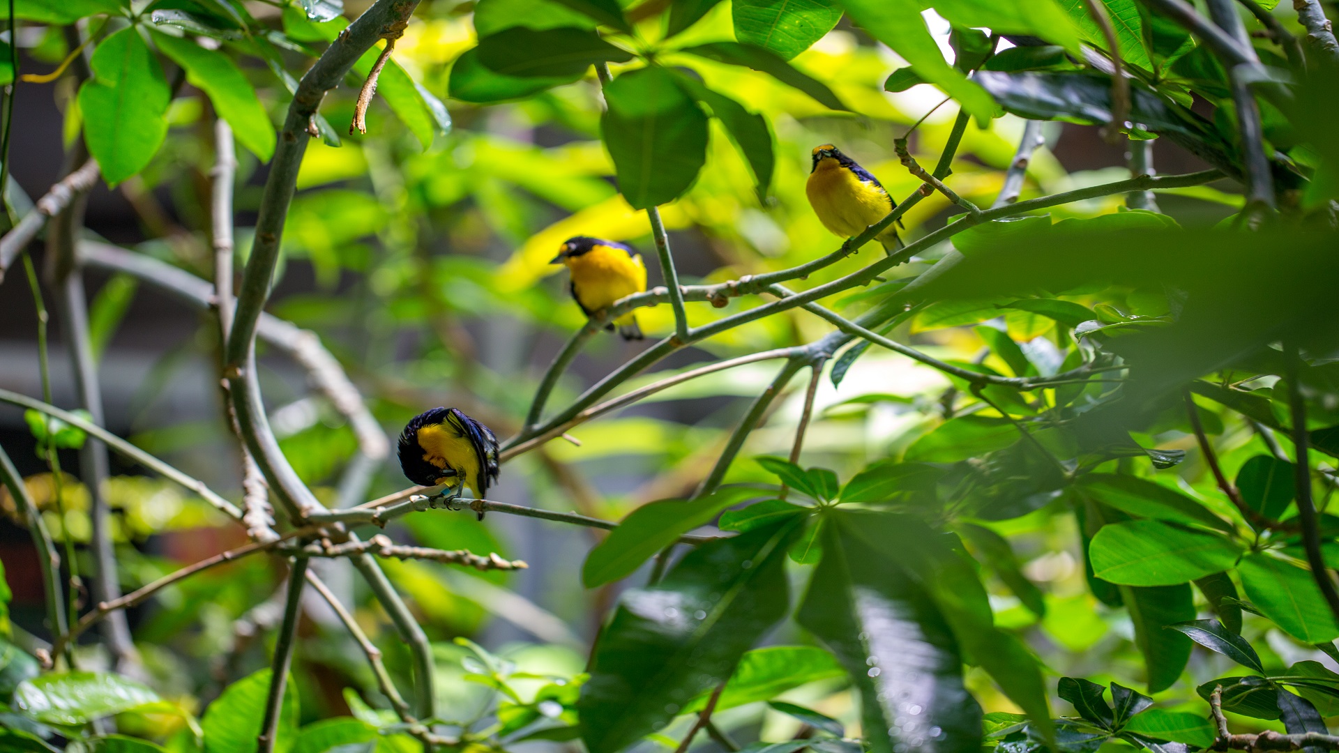 SiBBr: The platform that is transforming biodiversity monitoring in Brazil